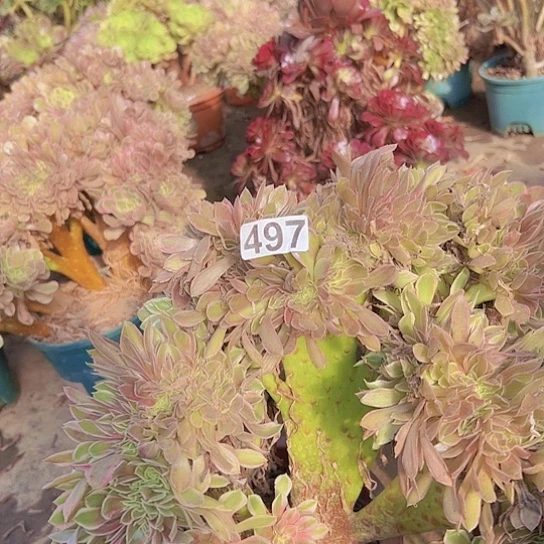 珊***妈多肉植物一个女神