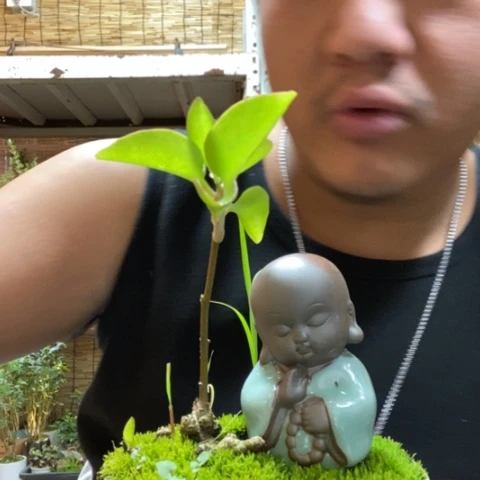 红陶一物一拍所见即所得8