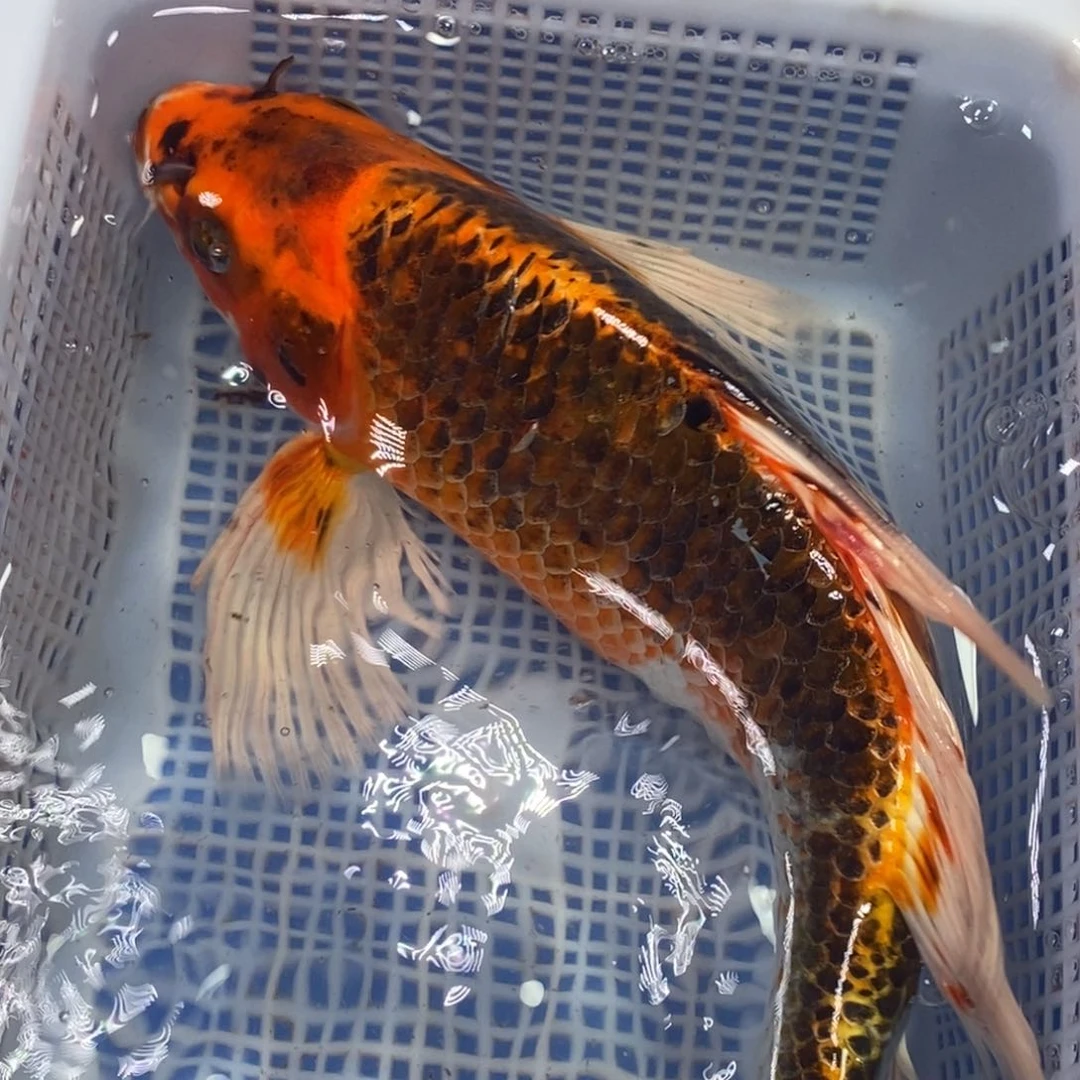 锦鲤冷水锦鲤包邮