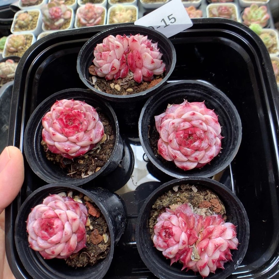 Q15糖心天鹅绒y y y y y y y