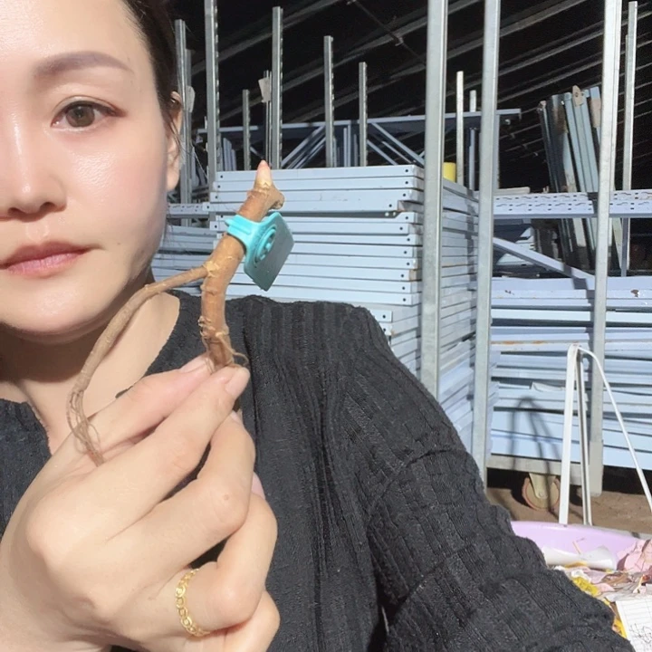 当前无花栽培后可以开花桃金娘1芽