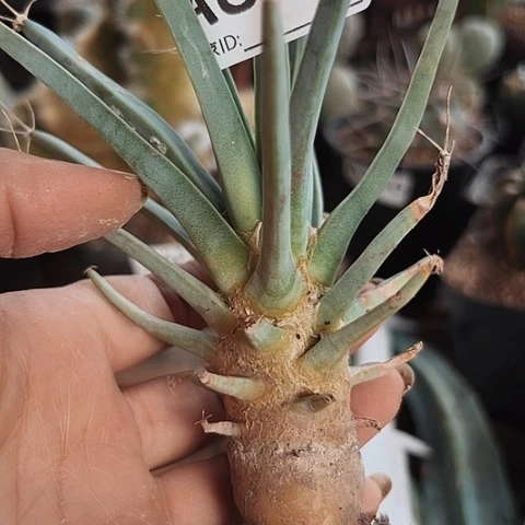 当前无花栽培后可以开花610仙人球