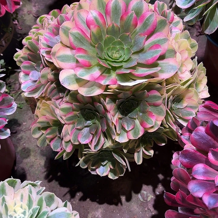 多肉植物雨荷00167