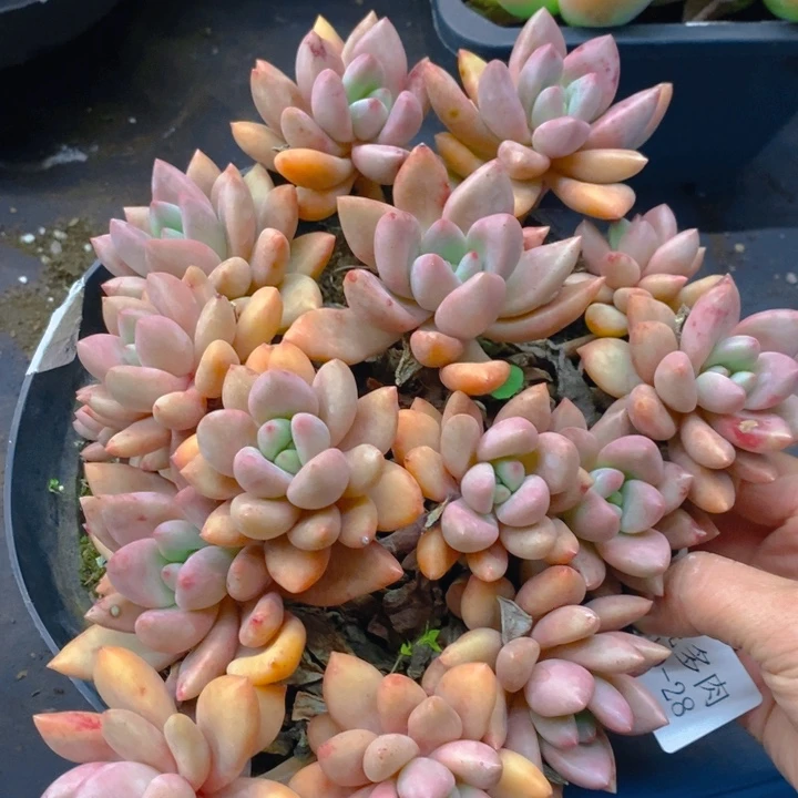 夏悦多肉0210-28桃花源