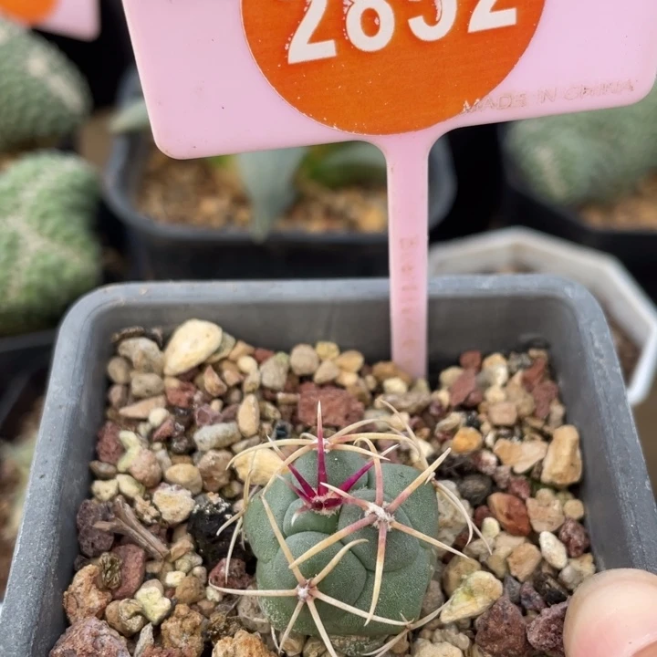 实生高木菲冠龙一棵2852