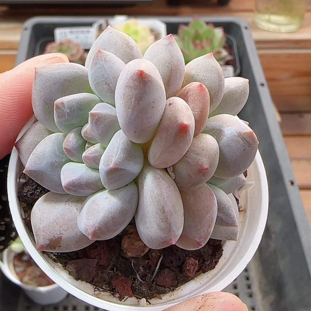 多肉0920--23龙纹麟