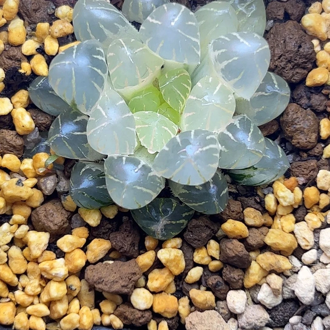 完美糊斑冰灯锦十二卷