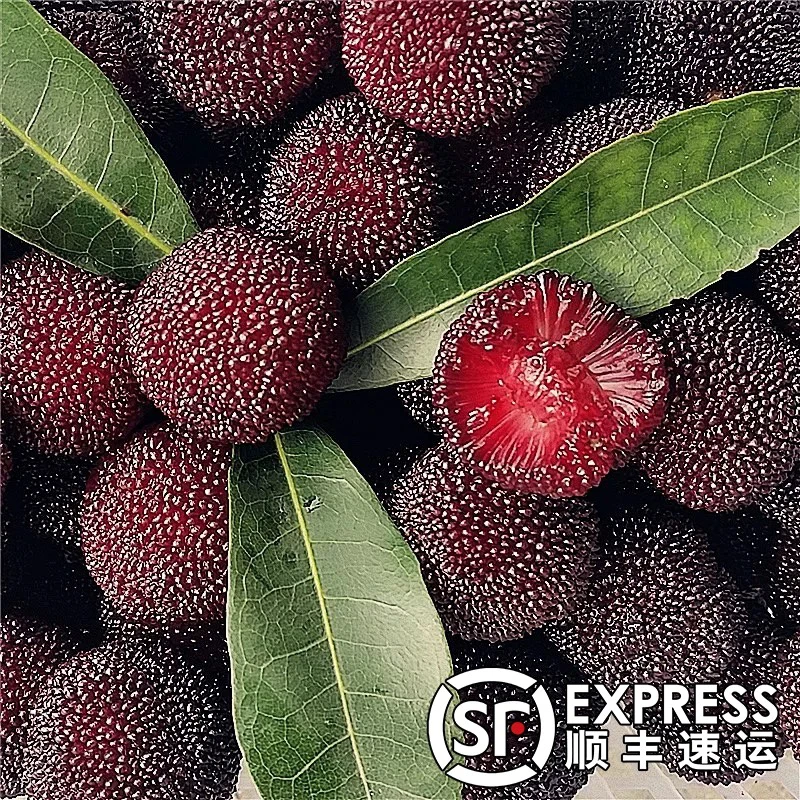 潮阳金灶软丝杨梅黑杨梅甜杨梅2-4斤顺丰快递