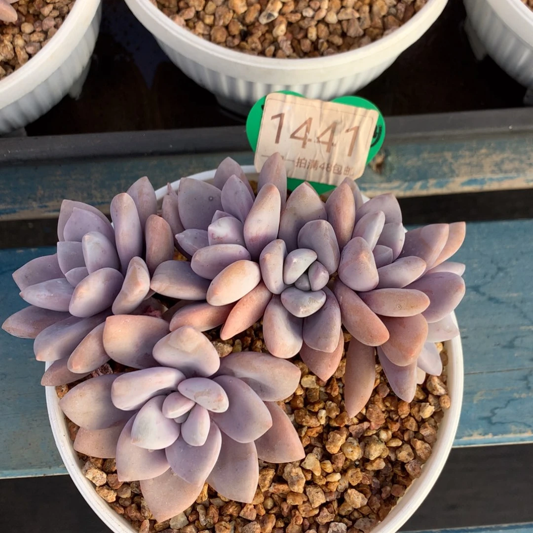 桃霜朵朵缀无砍平头1441