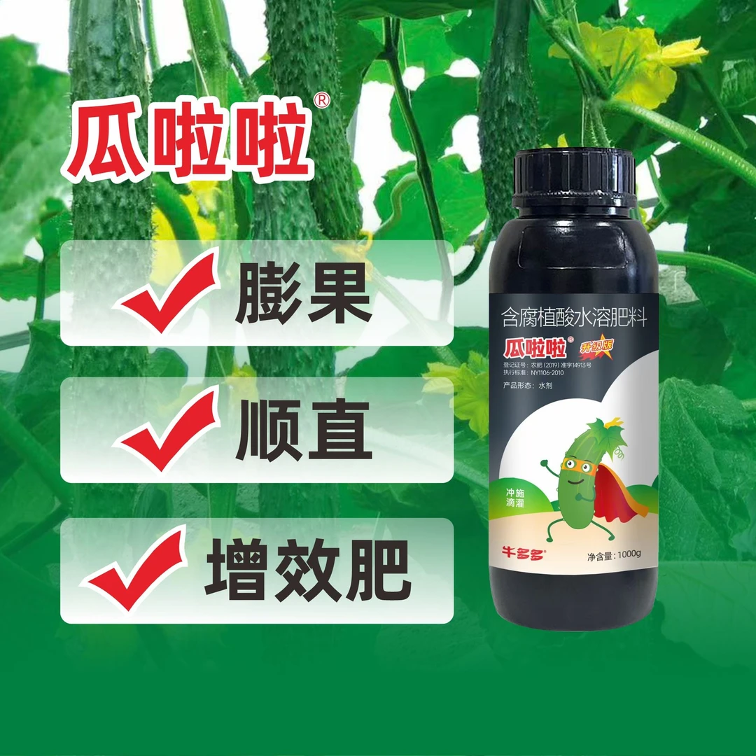 1瓜啦啦膨果顺直增效肥生根壮秧膨果快刺密油亮持续带瓜不断茬