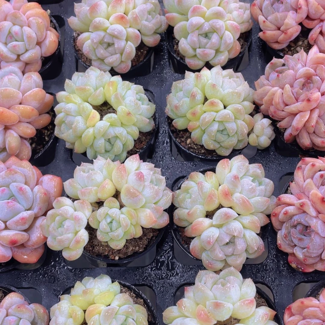 527号 冰透老桩奶油白桃汽水多头群一个