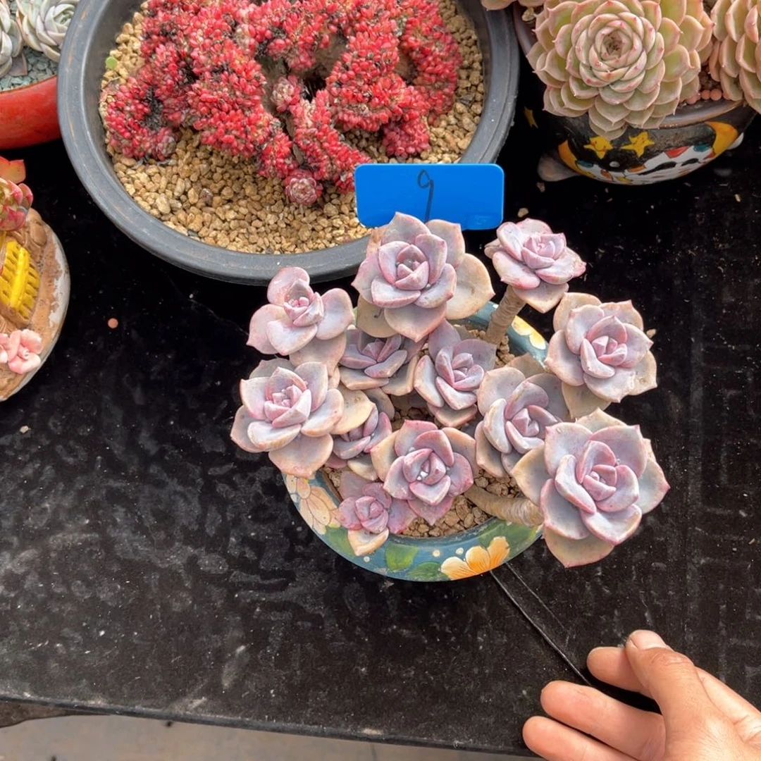 浅****i009彩虹糖多肉