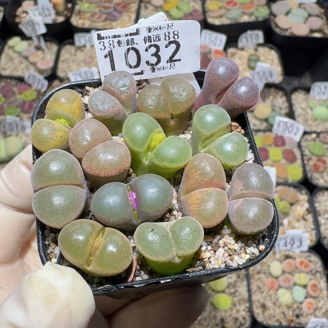 爆****zzzz精品生石花1032