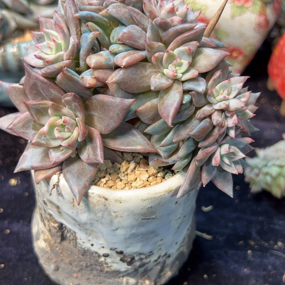 新年快乐 新年快乐 新年快乐