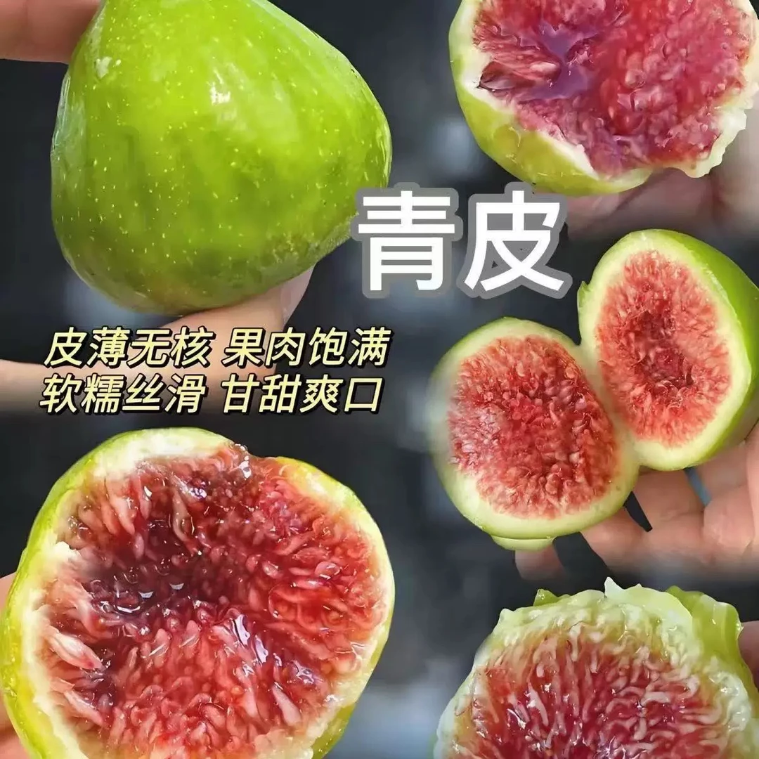 【新疆包邮】新鲜无花果青皮无花果鲜果大果孕妇现摘现发新鲜水果