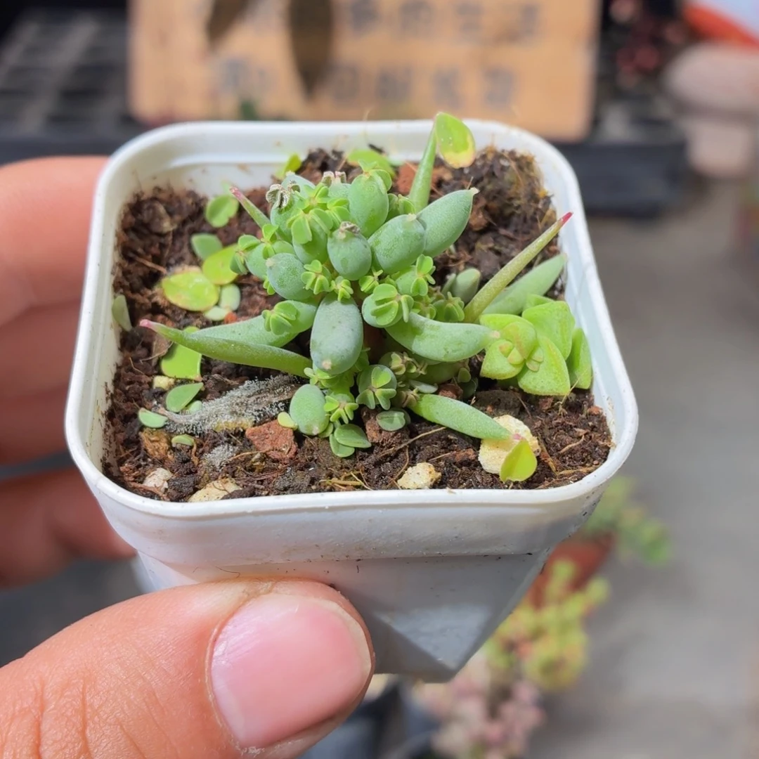 棒叶酢浆草多肉9.9包邮发货