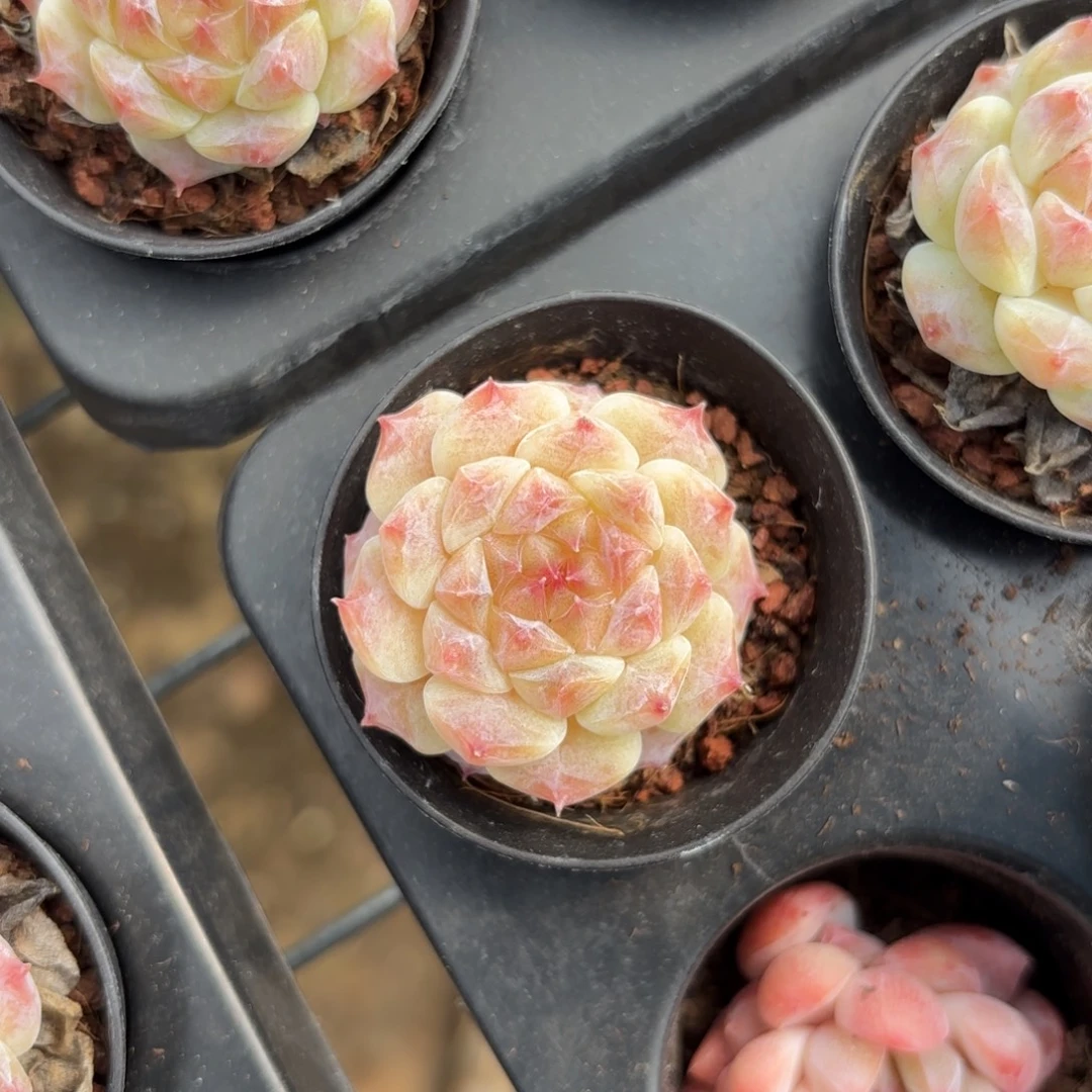 初荷糖心一物一拍