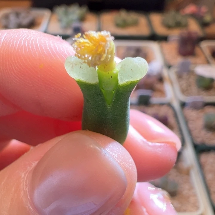 w121。  中场福利。