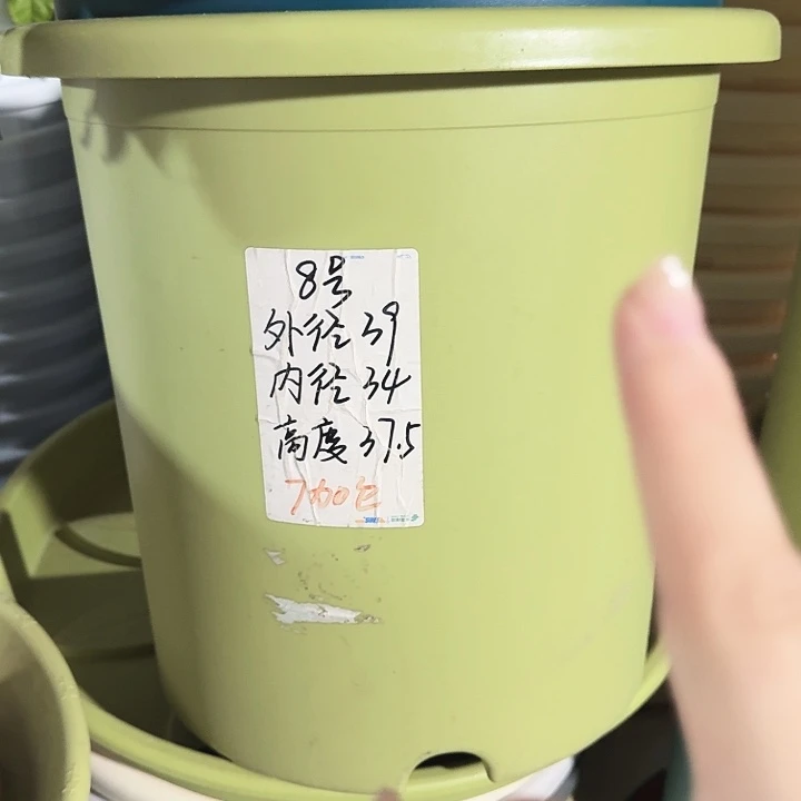 四季8号果绿无托3个特价微瑕