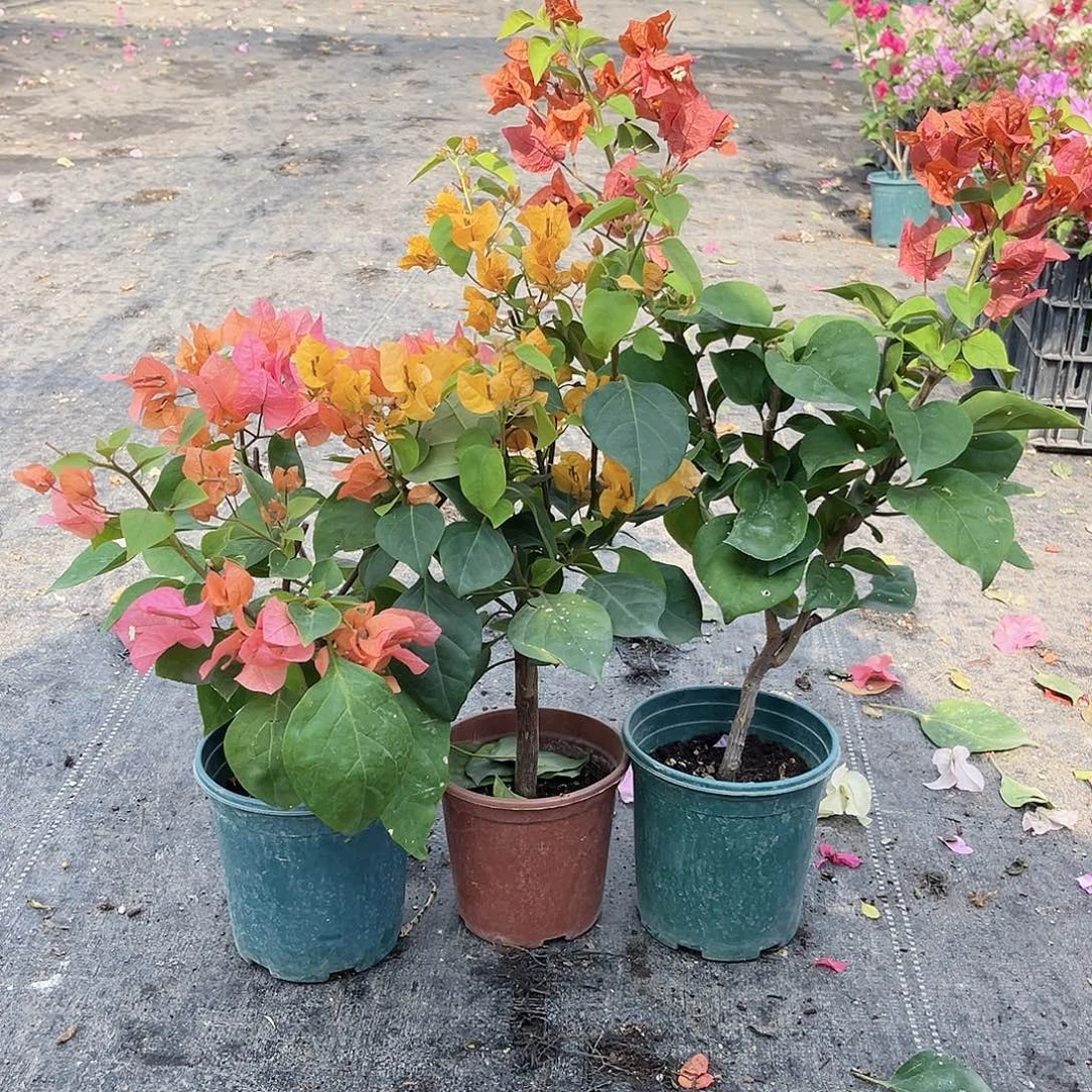 大部分花苞少量开放波妹，加黄，巧克力组合