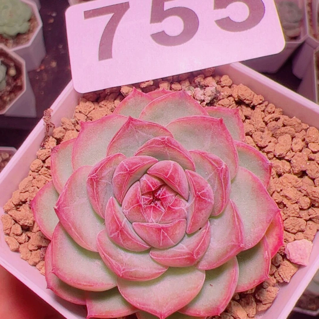 玉笛多肉植物单头