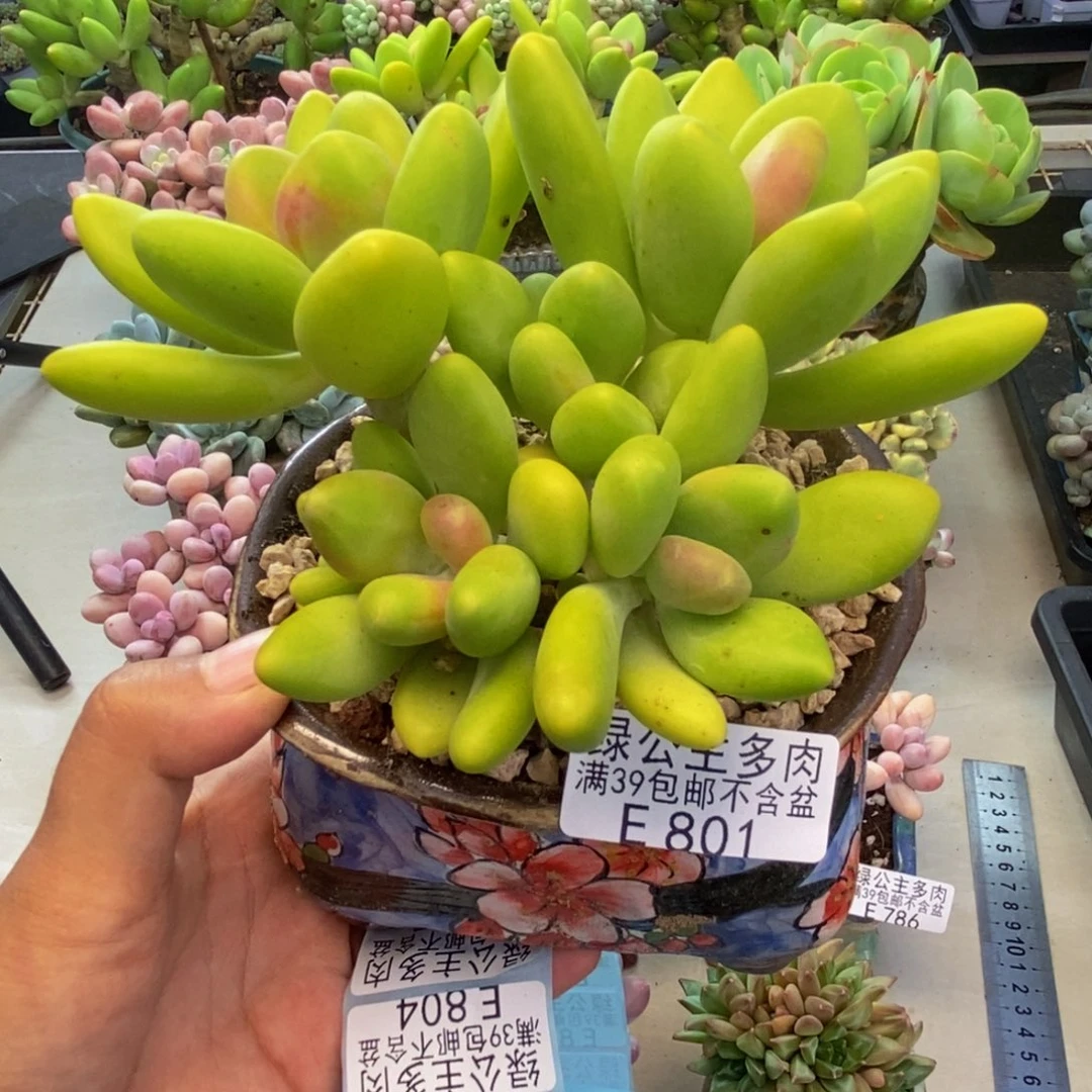 801金蝉芒果奶多肉9c m