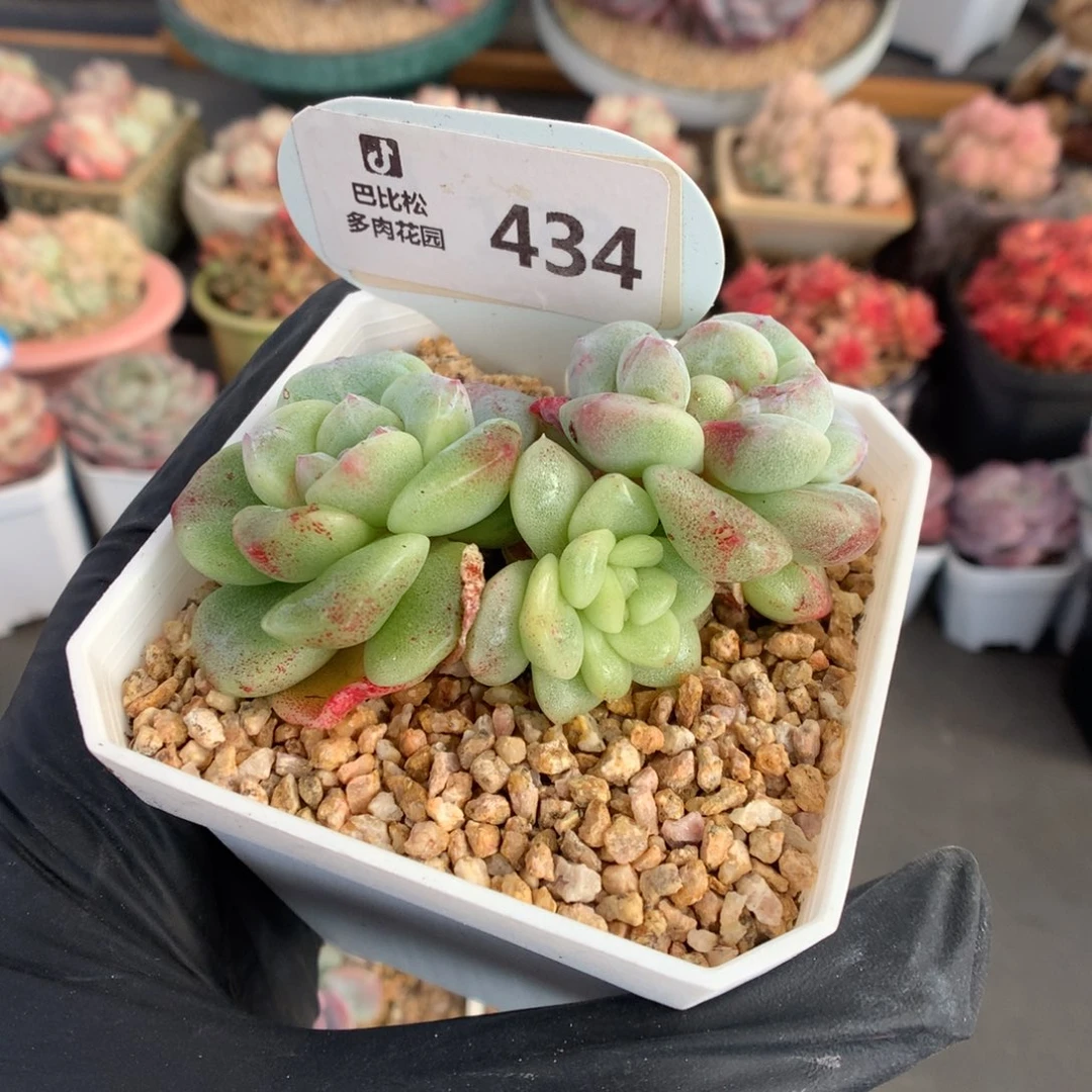 南***木434 冰玉石化多肉