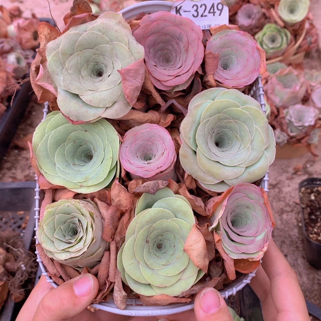 3249带篮子9颗大单头