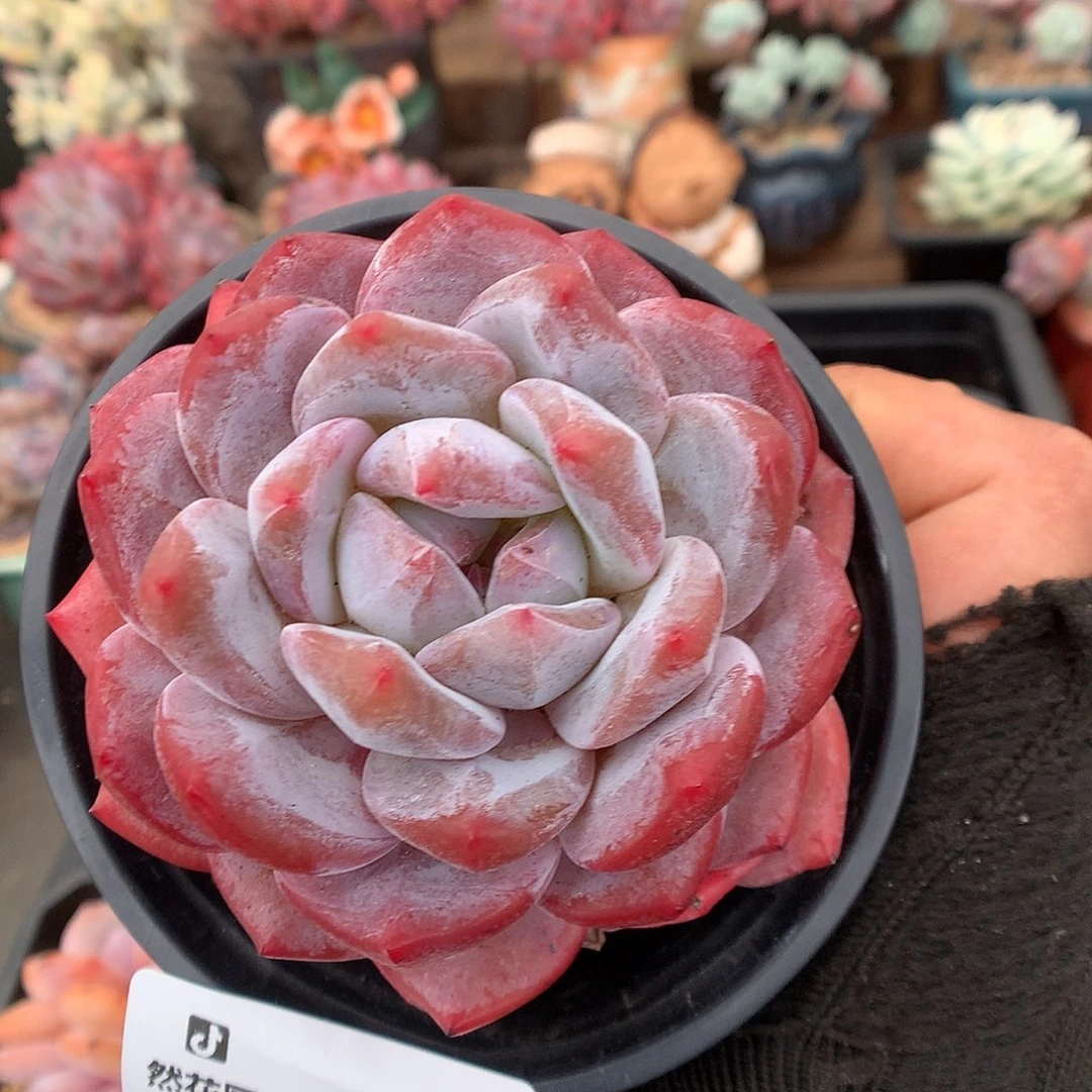 532粉星影多肉植物6666