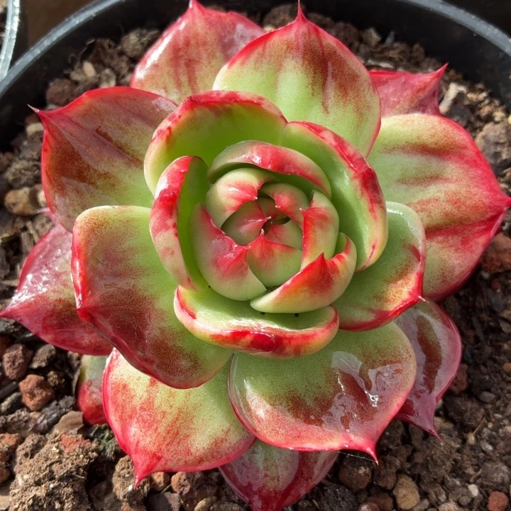 惊鸿仙子开播福利