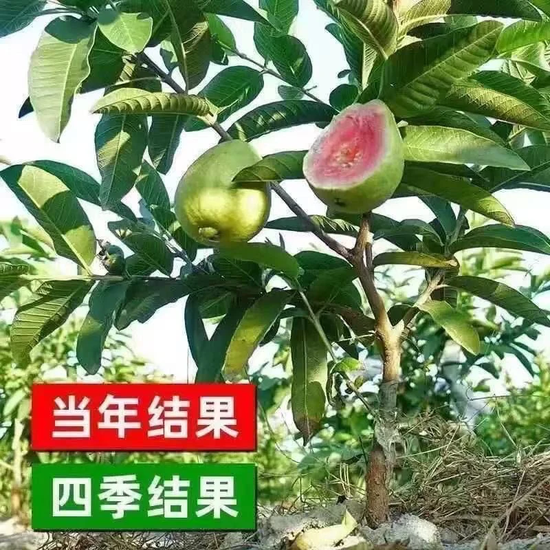 番石榴珍珠芭乐苗嫁接果树苗四季结果南北方种植盆栽地栽