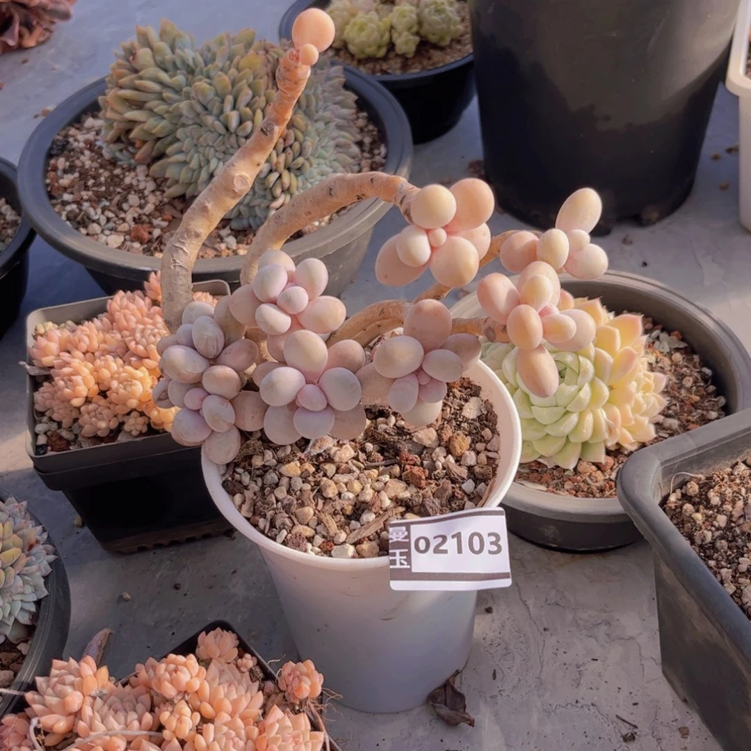 原始奶不包损02103