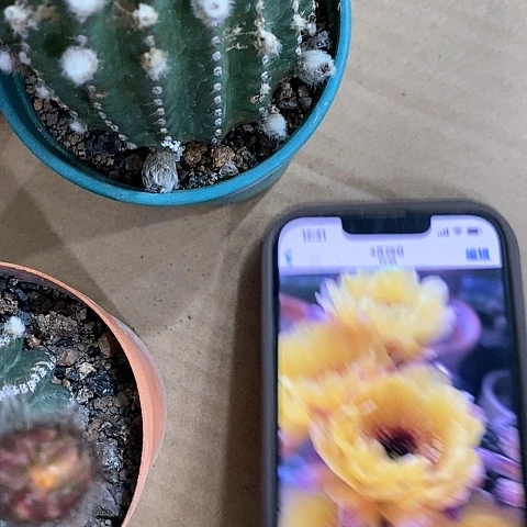 黑猴，5公分左右46789