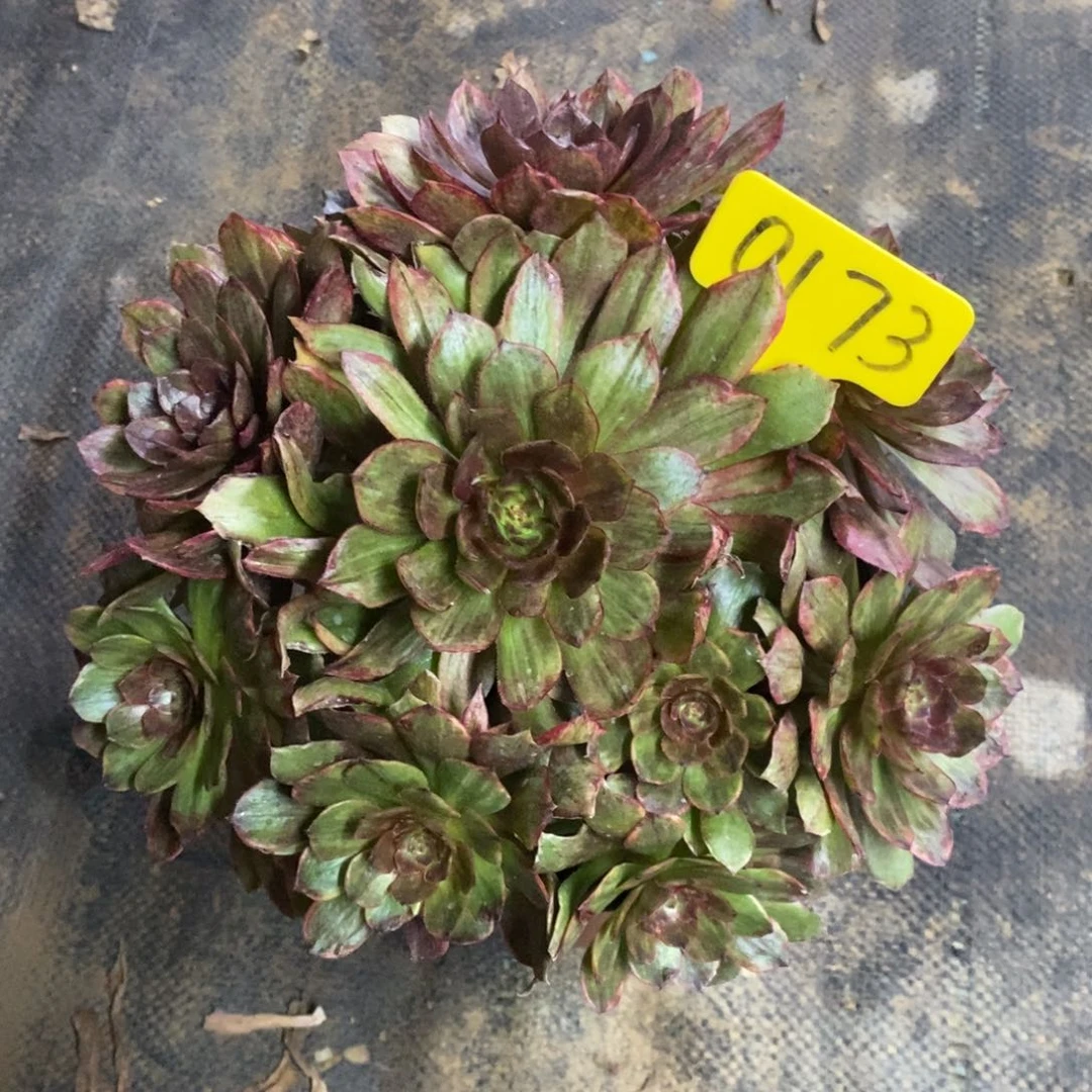 红陶0173红丝绒一物一拍