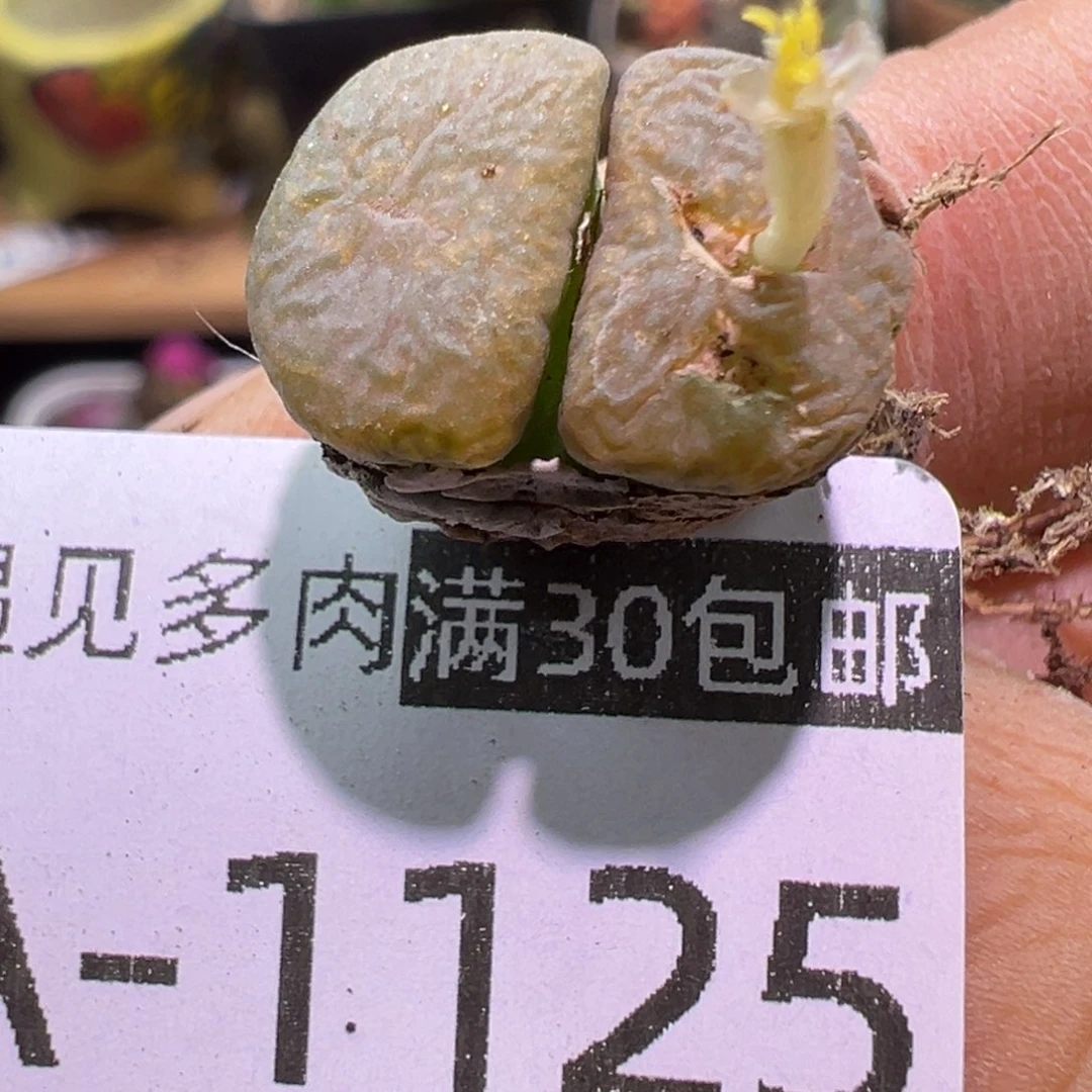 多肉植物111111111111