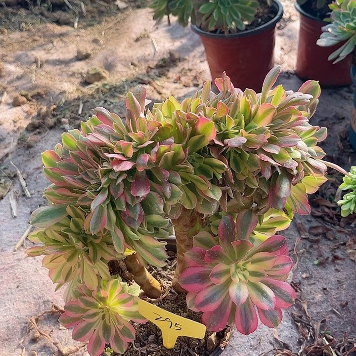 295一颗洛神坠化法师