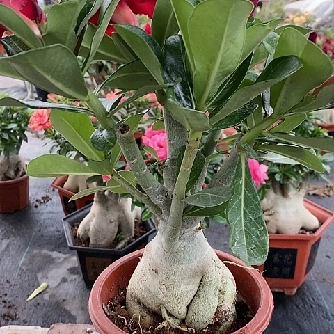 【闪购商品】无花朵家**娃绿植