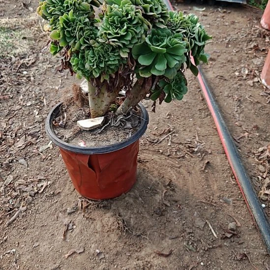 绿羊绒缀加急法师15