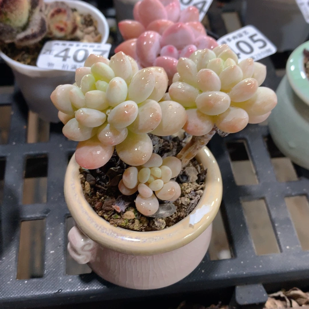 肉萌萌精控多肉 5cm盆量拍 达芙妮带盆