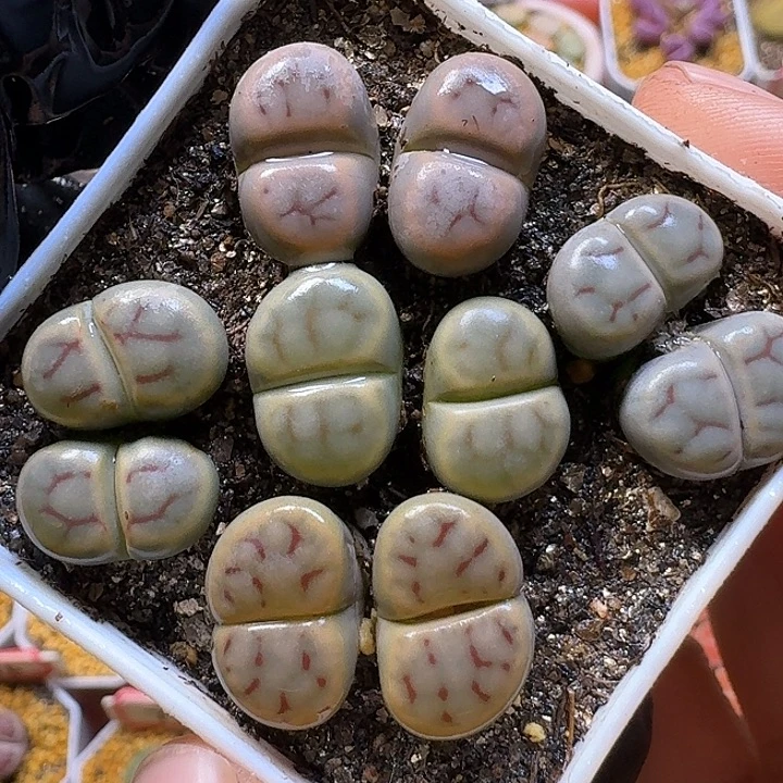 生石花111112。   239