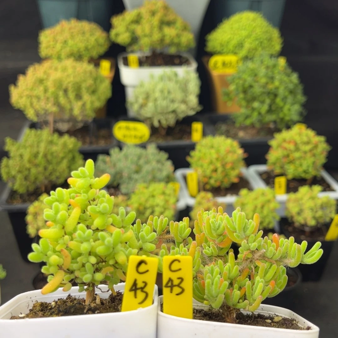 蜜橘➕荧光兔带盆带土发货