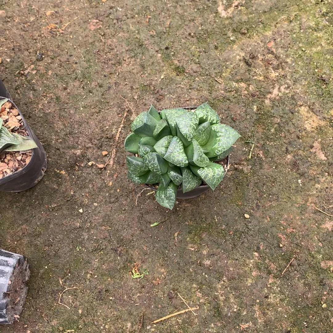 路***蜓假面舞会，带盆一起