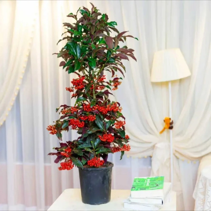 【70cm-80cm】富贵籽带果盆栽年宵花玉满堂室内客厅喜庆圆盆原土发