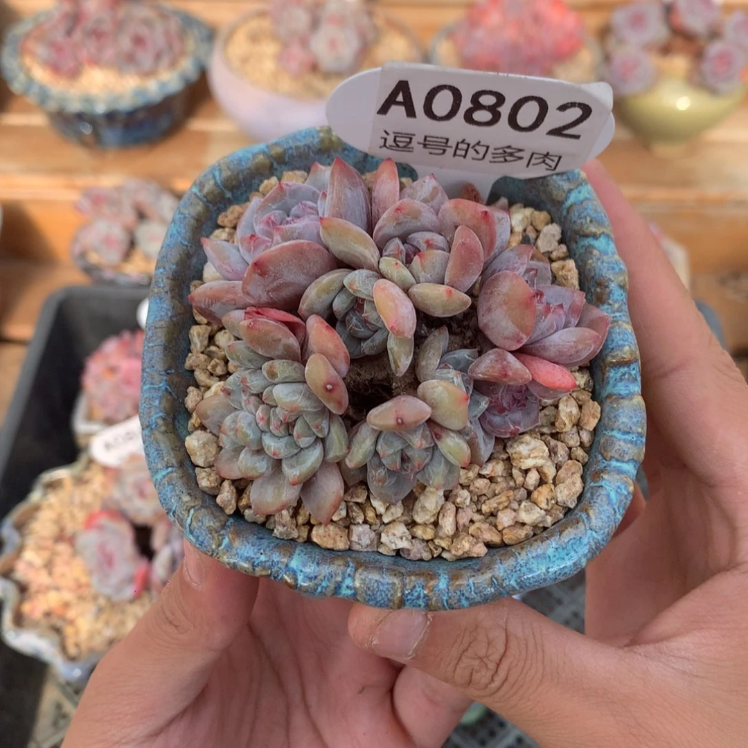 芭****A0802 星影小群 有砍 7cm