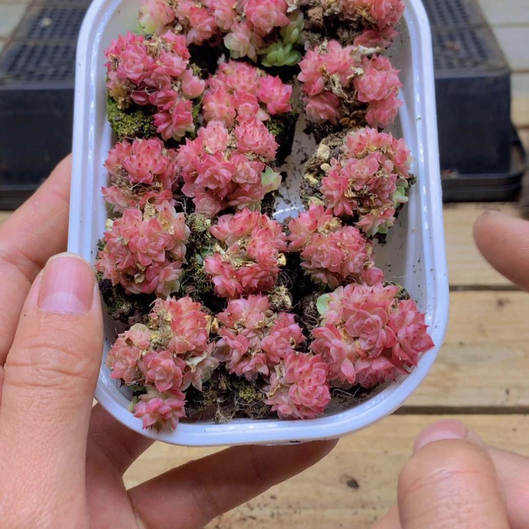 我要去看你了啊我的天076
