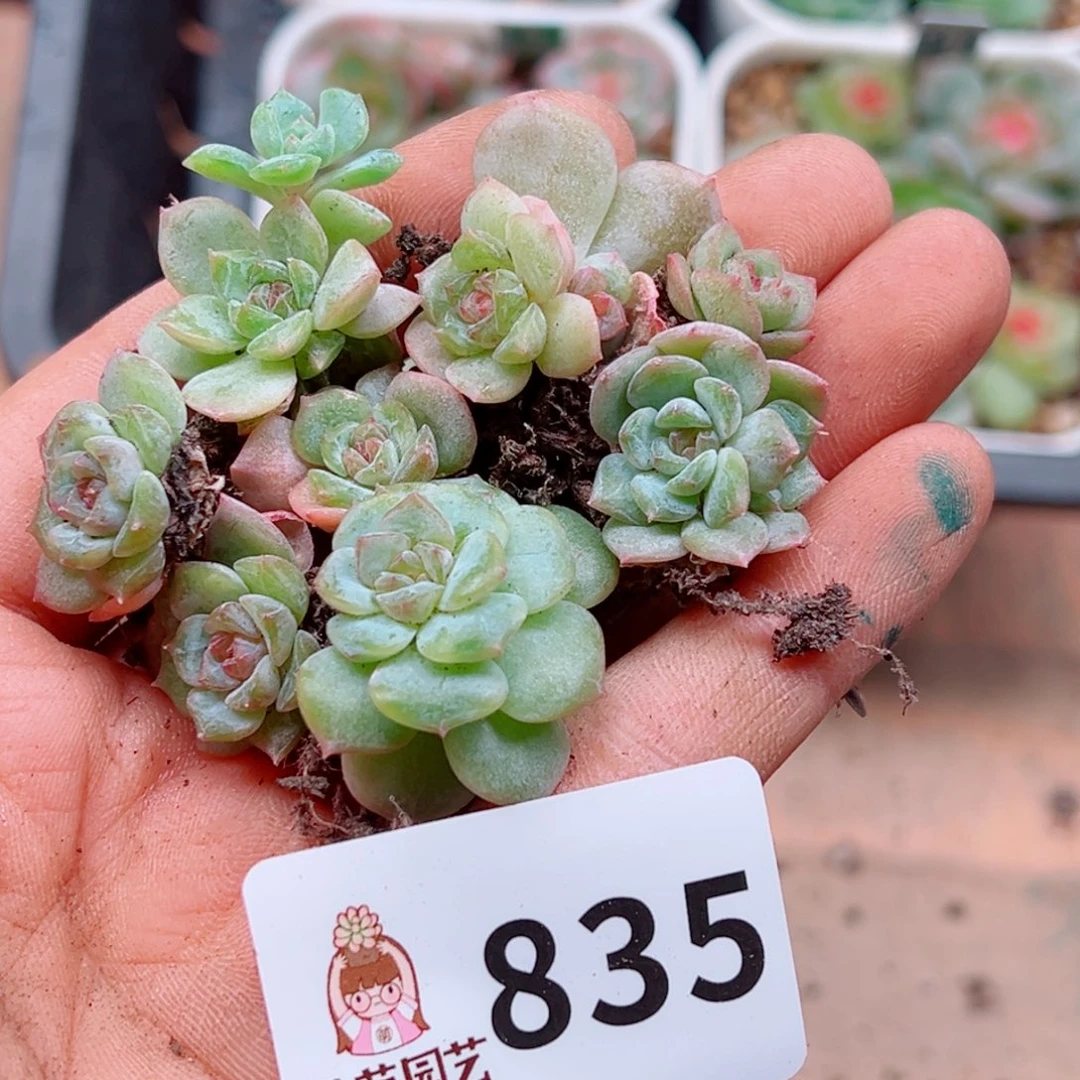 小***c多肉植物多肉植物