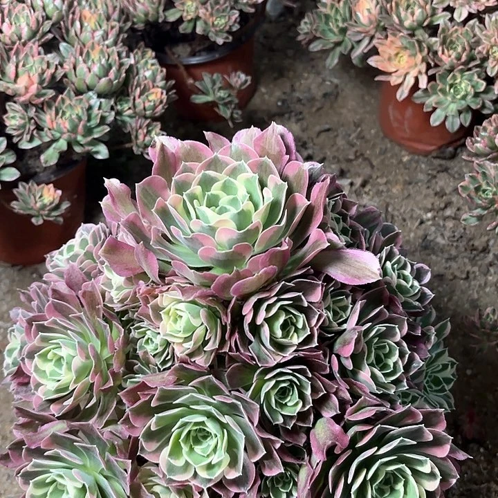 玲多肉植物法师白凤80