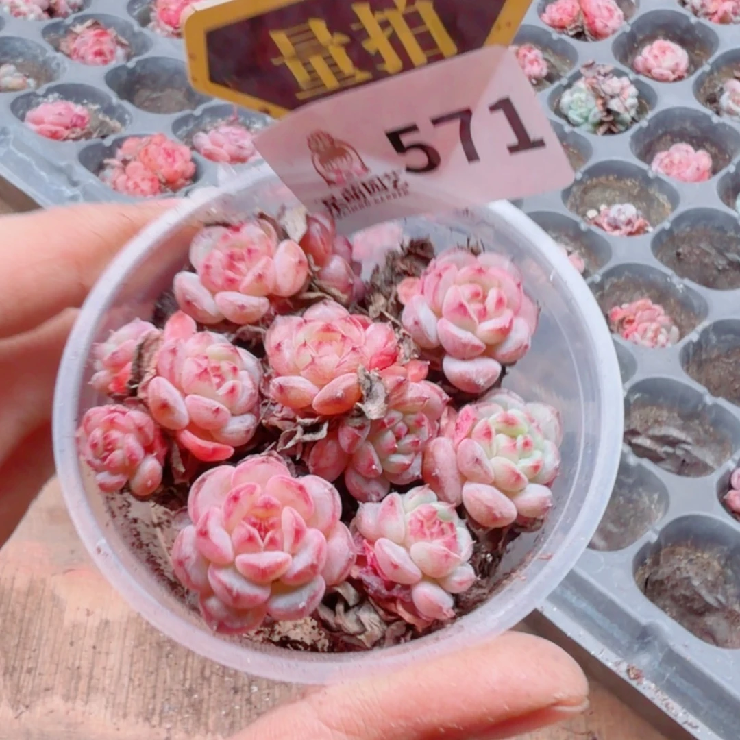 多肉植物多肉植物