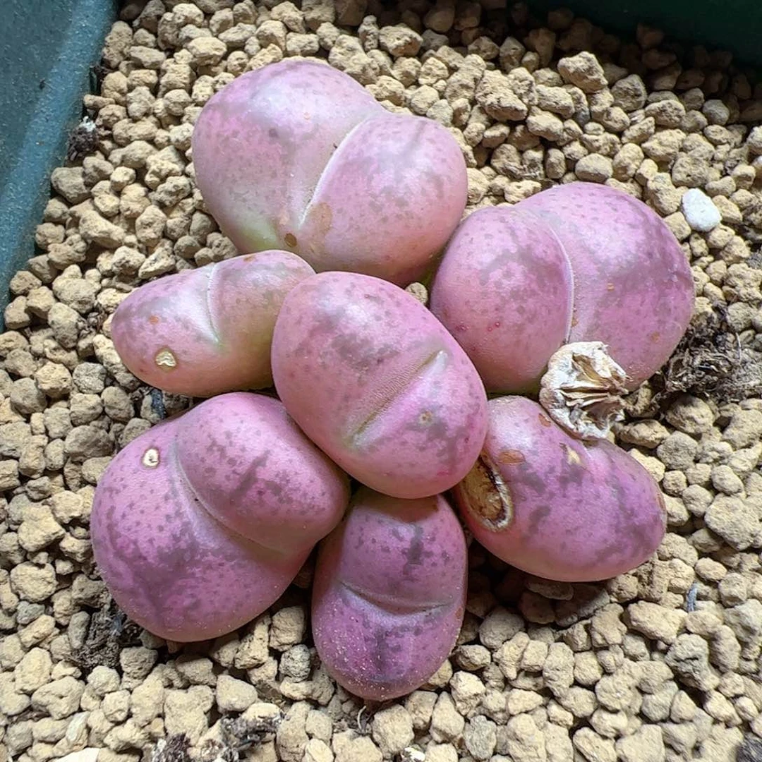 【闪购商品】396 粉变异
