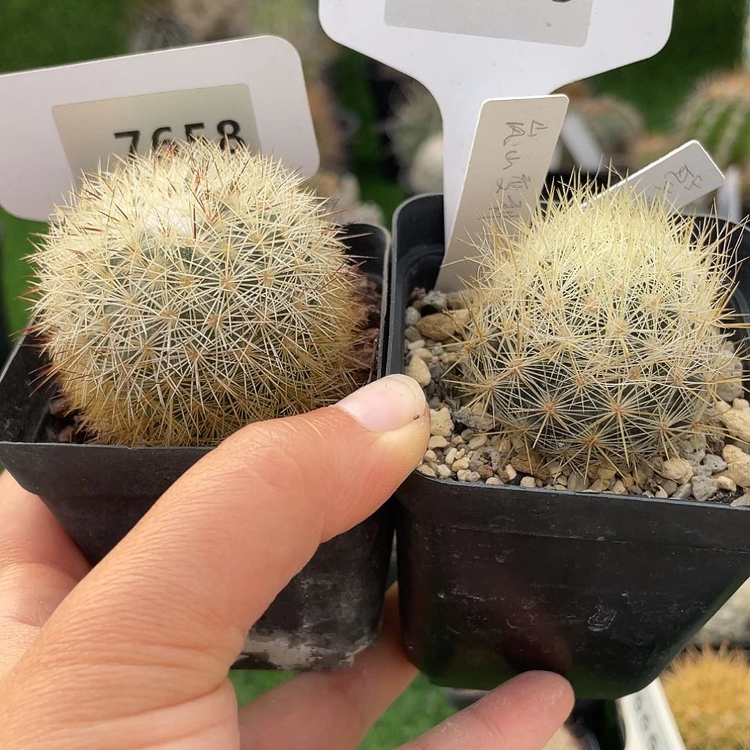 7658 和 7793 一起实生裸根发货